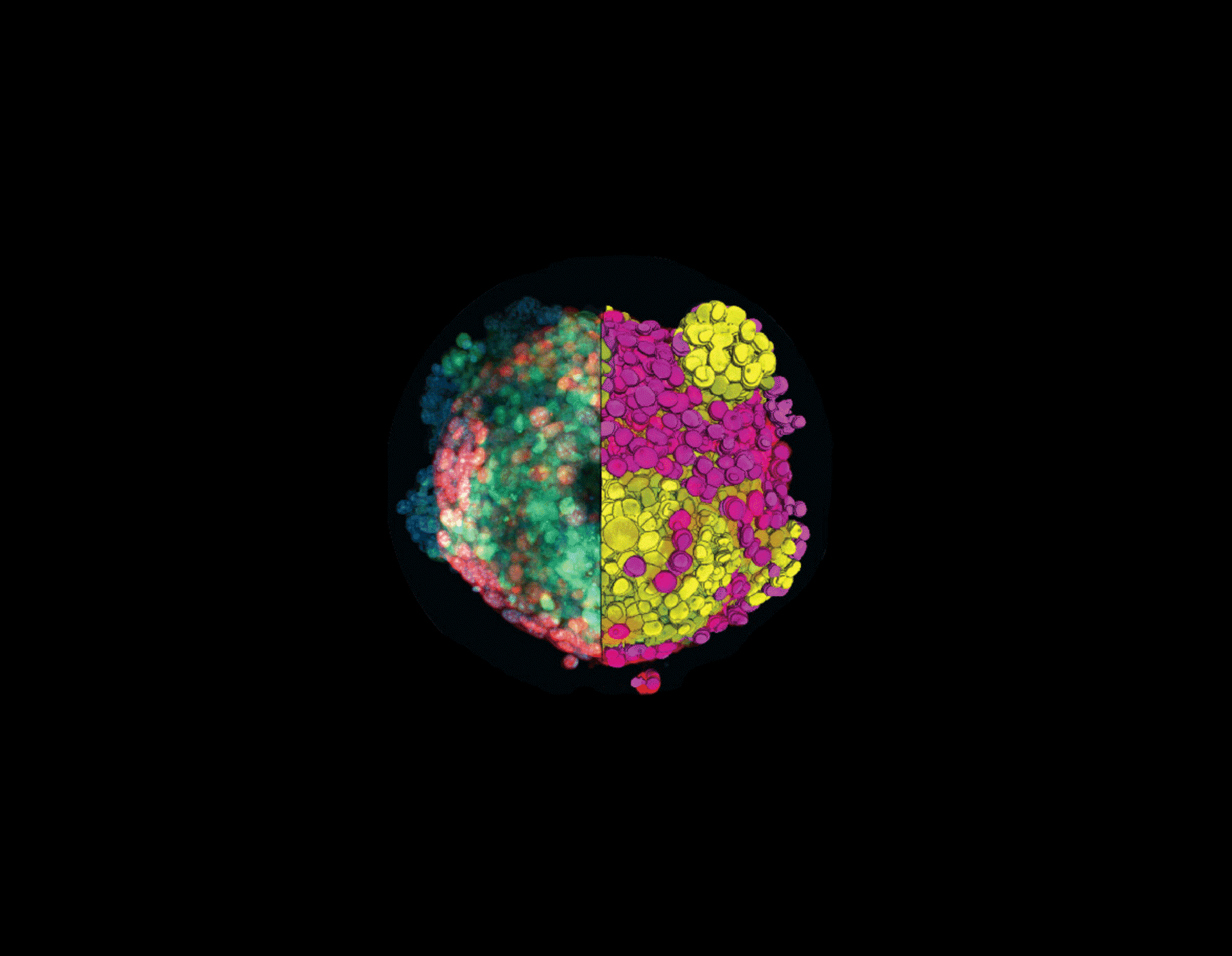 ZEISS Microscopy for Biotech and Pharma
