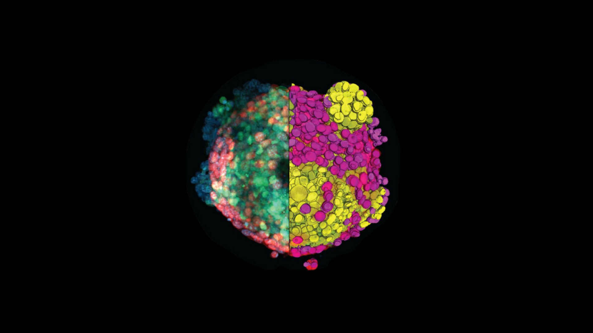 Spheroid Analysis