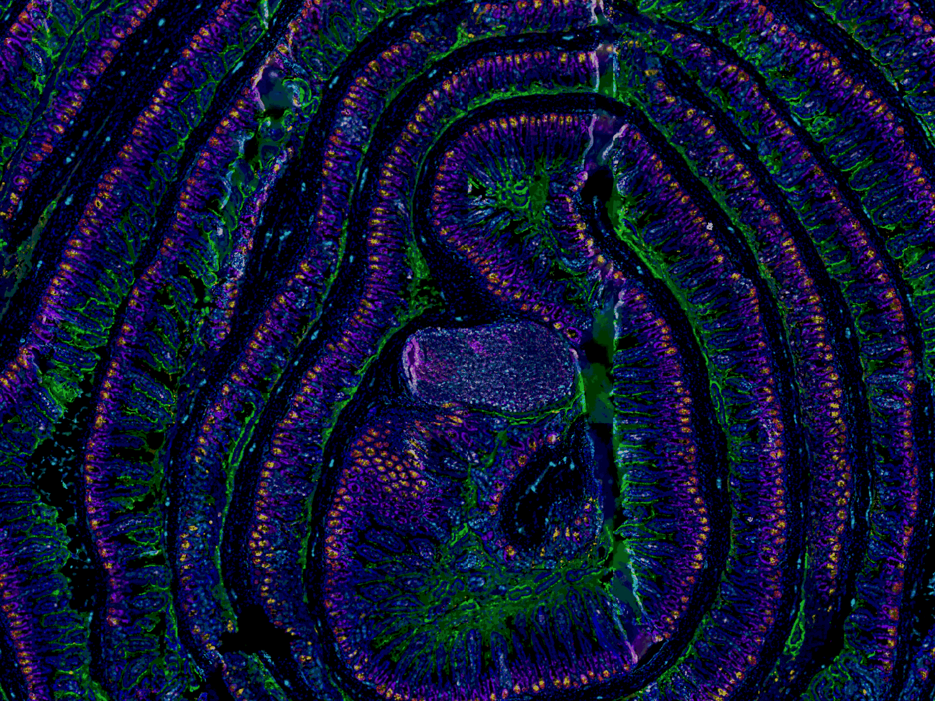 ZEISS Microscopy as a Service