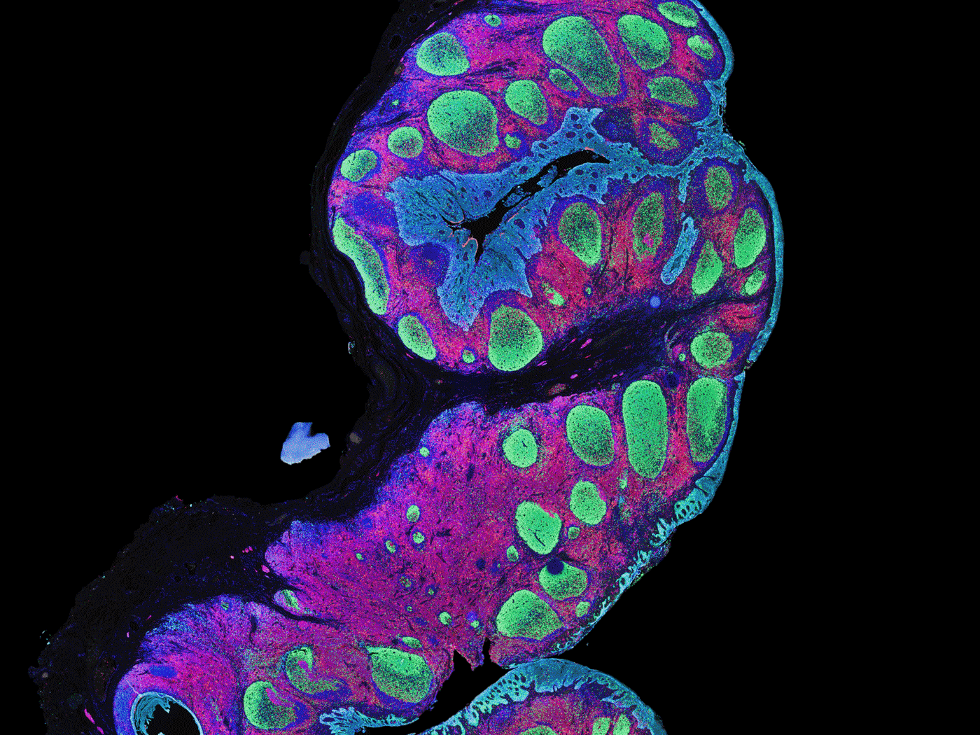Biomedical Microscopy ZEISS Microscopy for Biotech and Pharma
