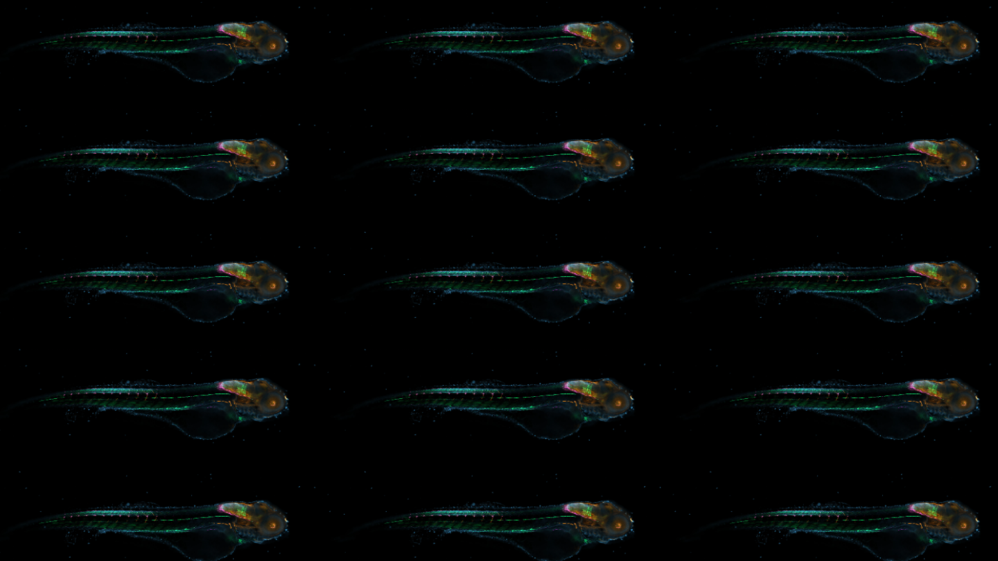 Apotome optical section and Apotome Plus processed image of transgenic zebrafish larvae at 4 days post fertilization staining for: Glial fibrillary acidic protein, acetylated Tubulin, GFP and DNA. Embedded in 1.2% low melt agarose