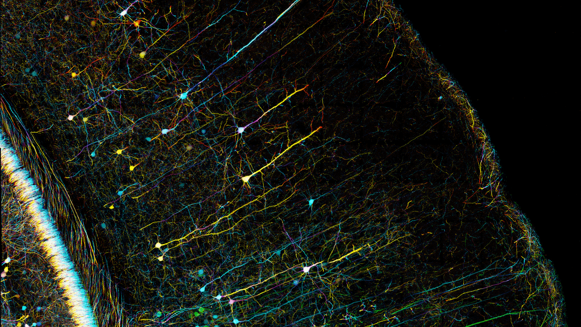 Depth coded projection (colour) image of Mouse Brain sections of thy1-GFP line. Stained with GFP., Taken at the MBL Woods Hole
