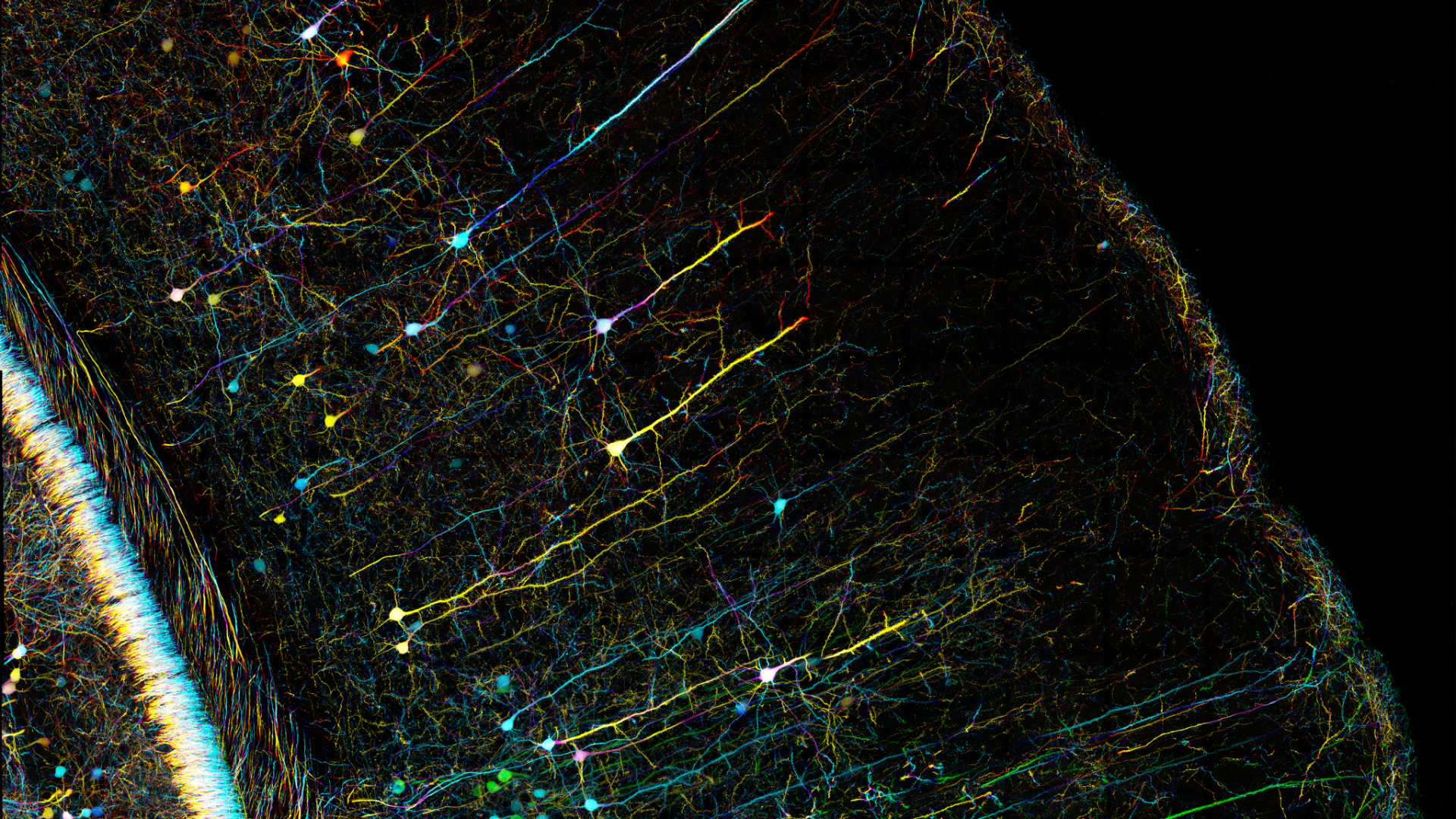 Depth coded projection (colour) image of Mouse Brain sections of thy1-GFP line. Stained with GFP., Taken at the MBL Woods Hole