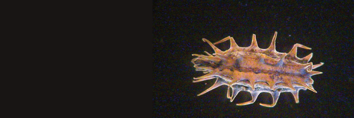 The fruit of the cocklebur “uses” hooks to attach itself to animals‘ furs, which then disperse it‘s seeds.