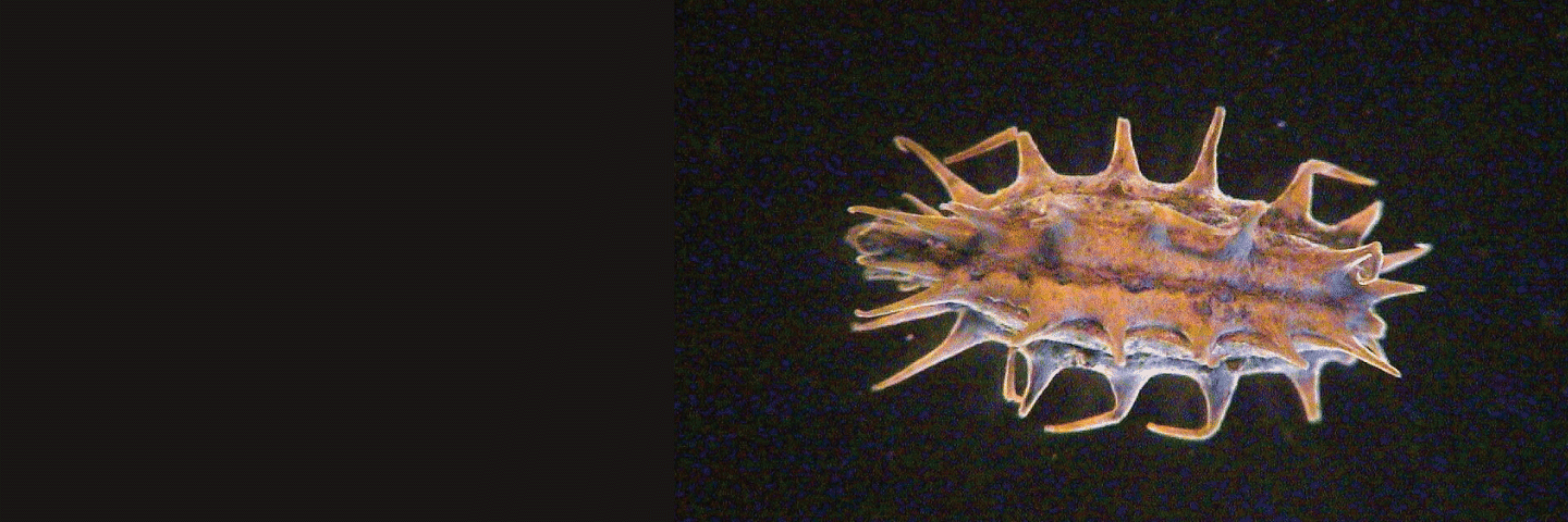 The fruit of the cocklebur “uses” hooks to attach itself to animals‘ furs, which then disperse it‘s seeds.
