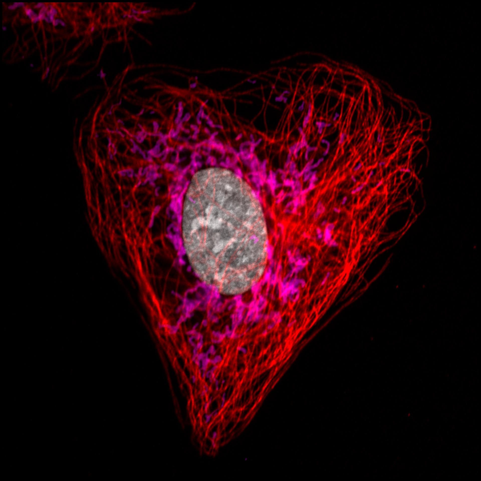 Microglia uptake of synaptic proteins within the zebrafish hindbrain at 28 days post fertilization (dpf).