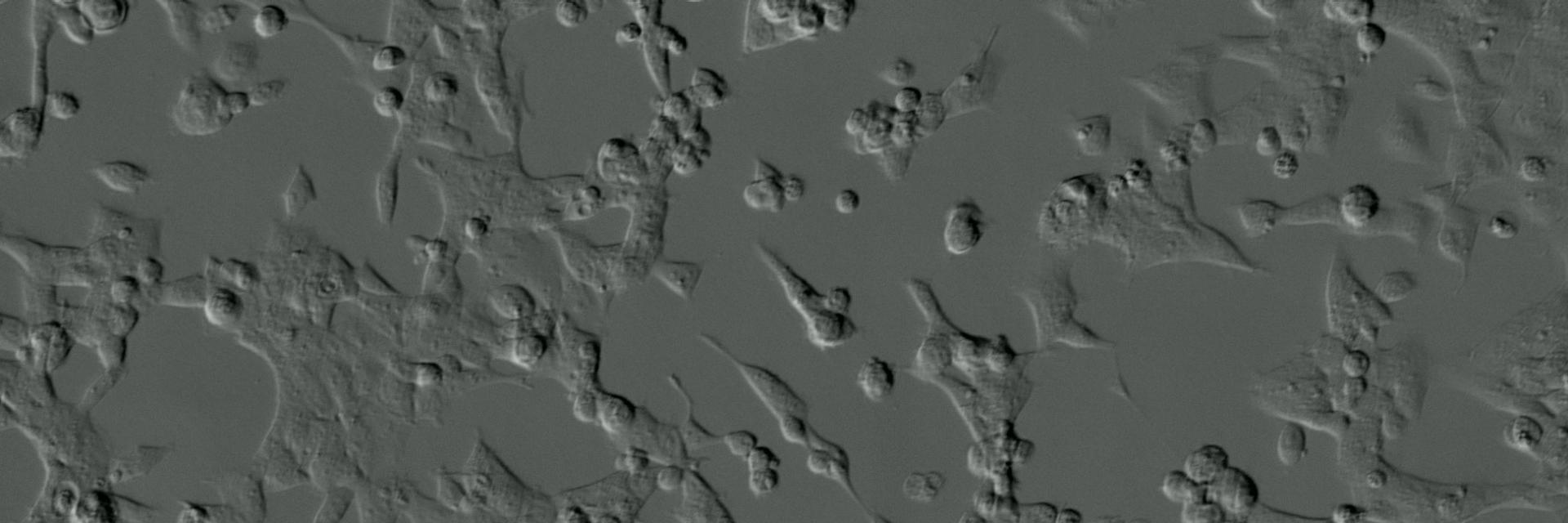 fluorescence human-kidney Celldiscoverer-7