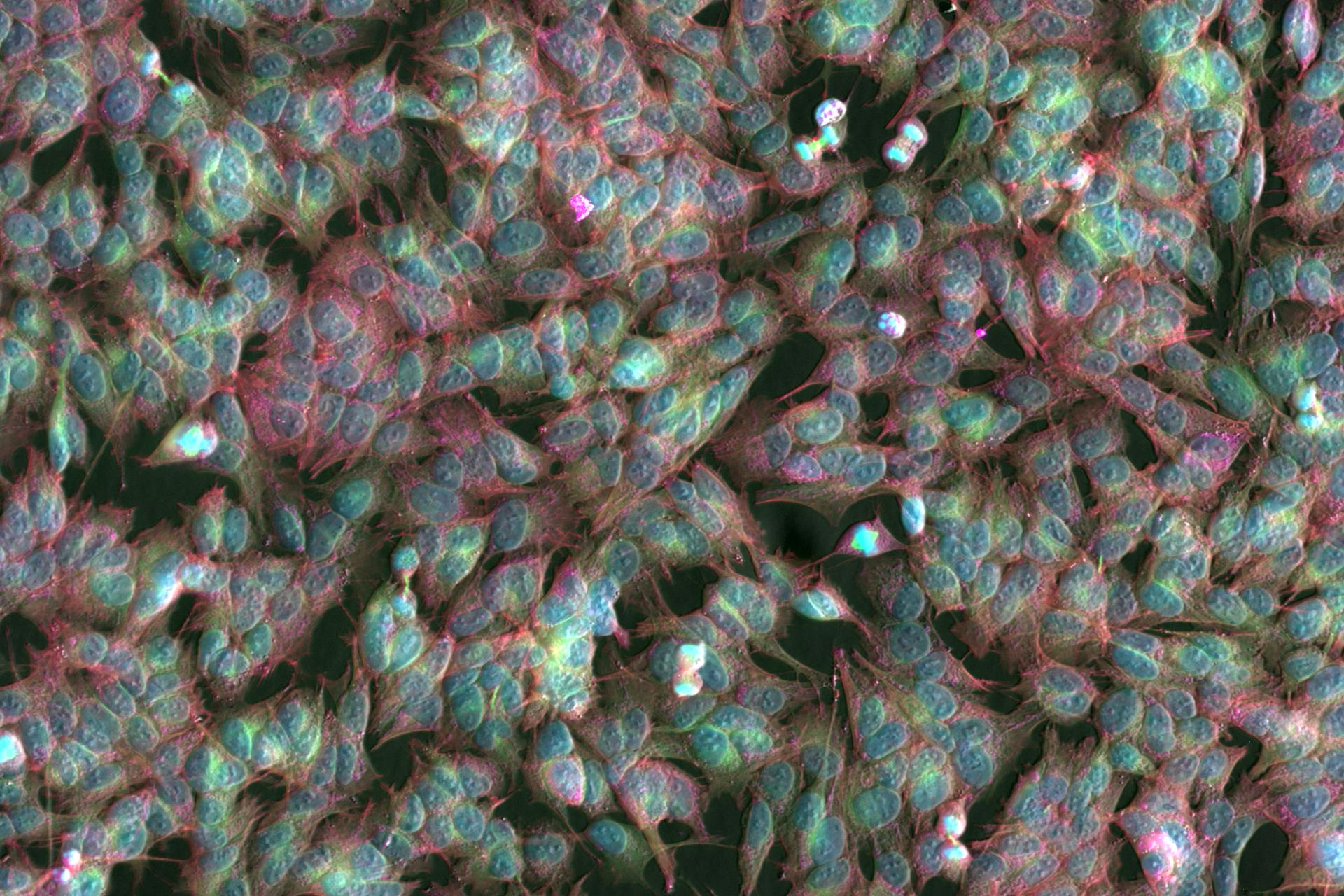 cell culture