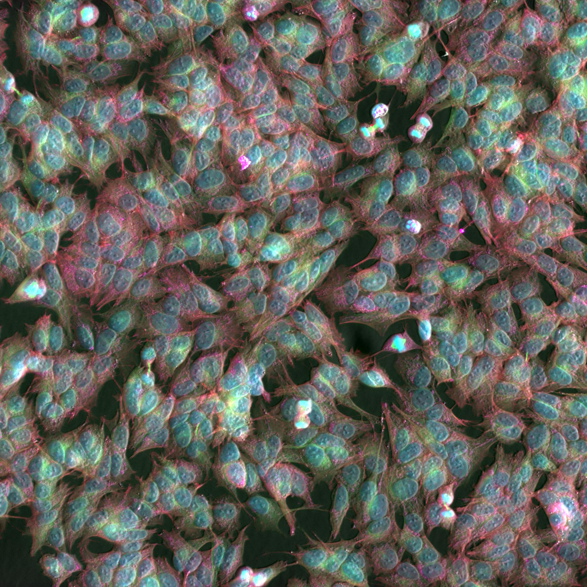 Cell Culture