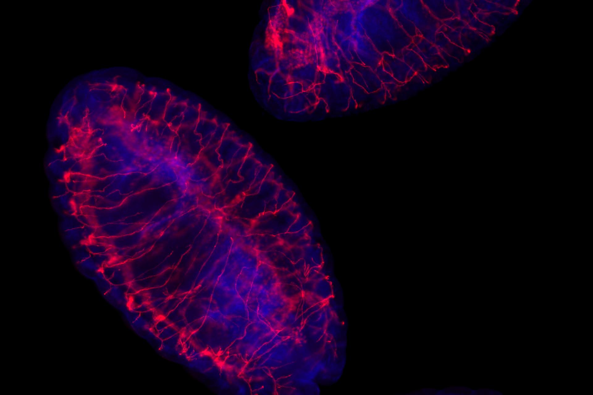 Drosphila