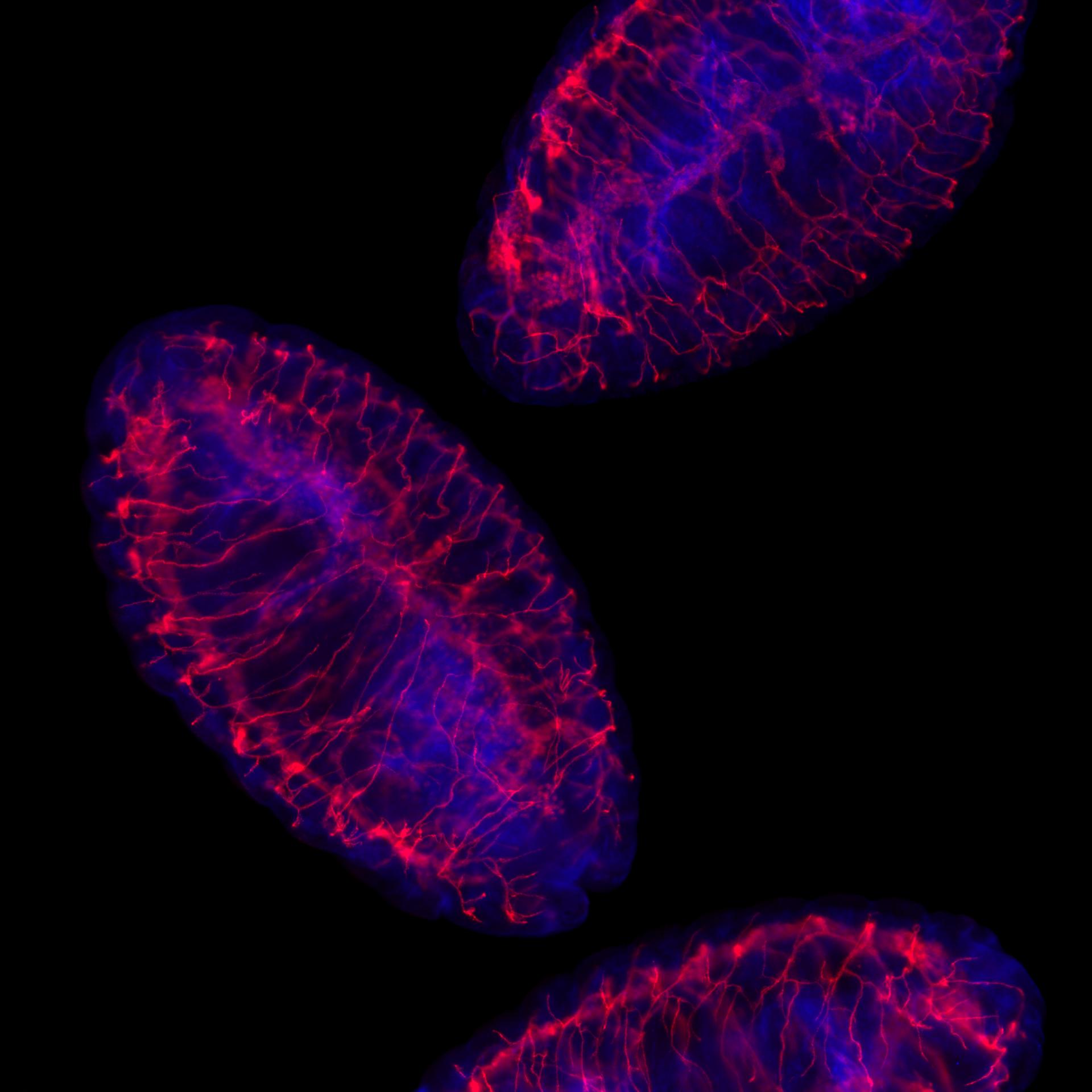 Drosphila