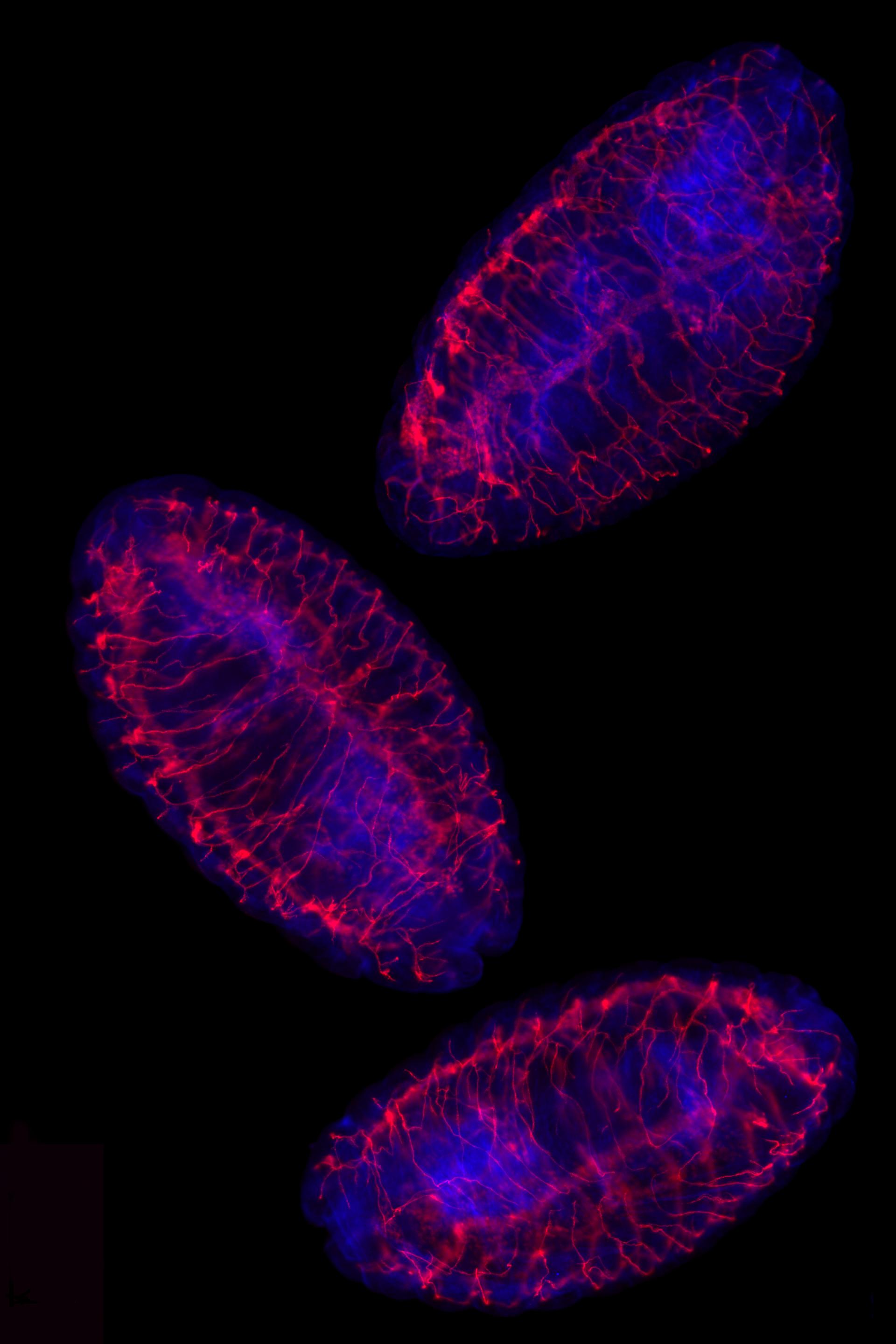Drosphila