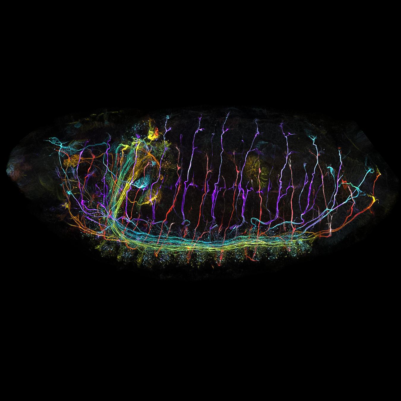 Drosphila