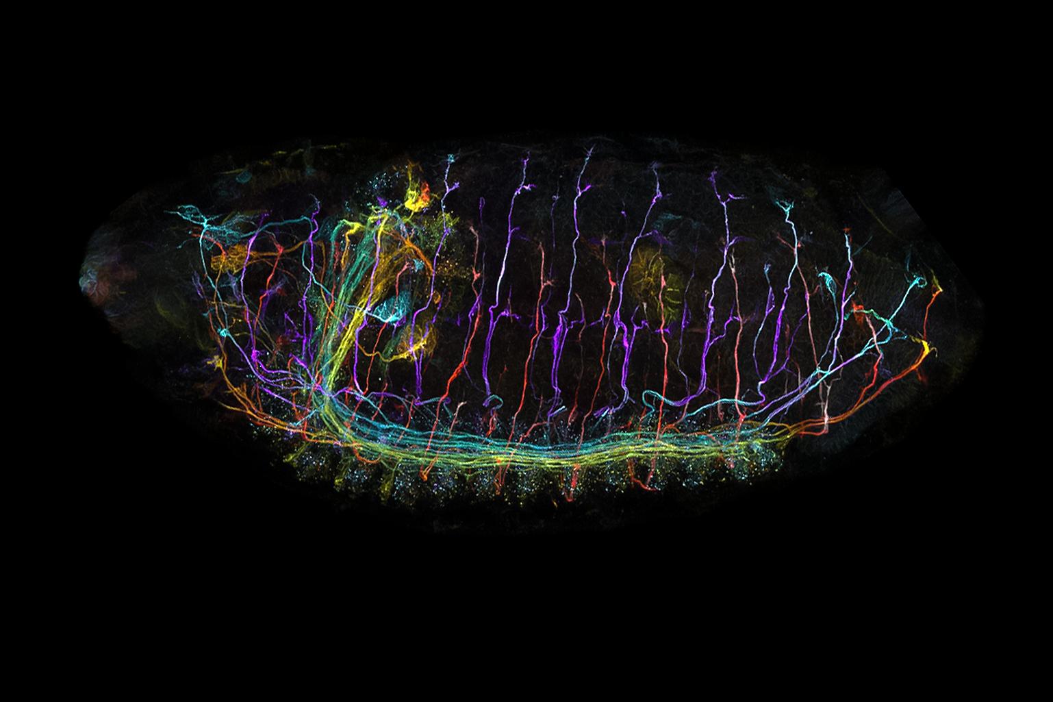 Drosphila