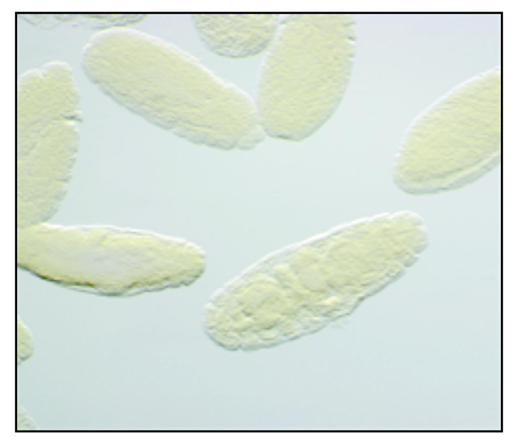Microscopy Solutions for Drosophila Research | ZEISS Microscopy US