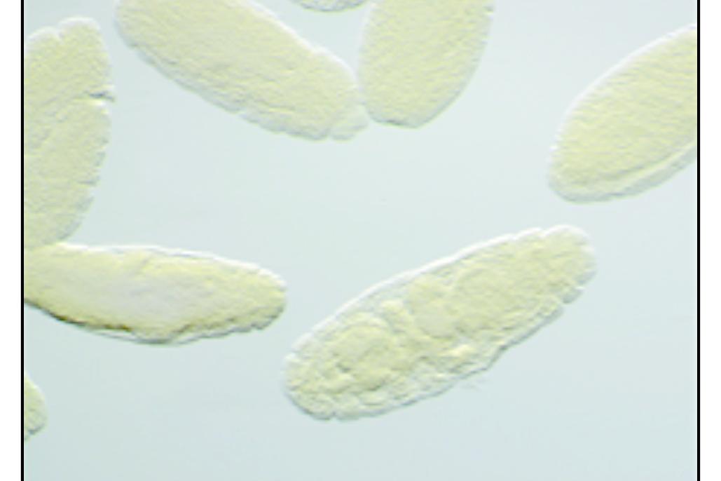 Drosphila