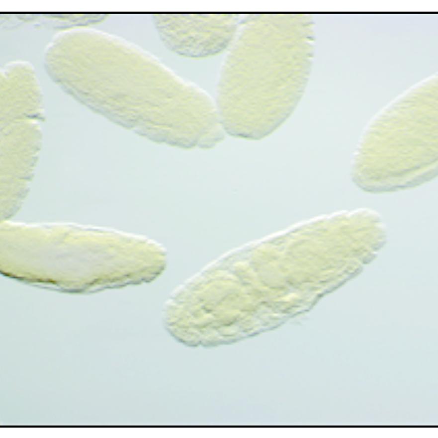 Drosphila