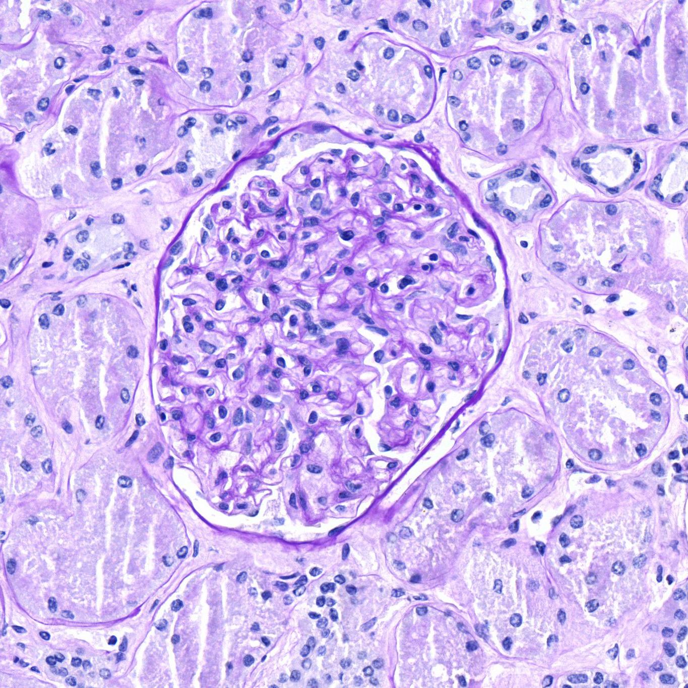 Histology