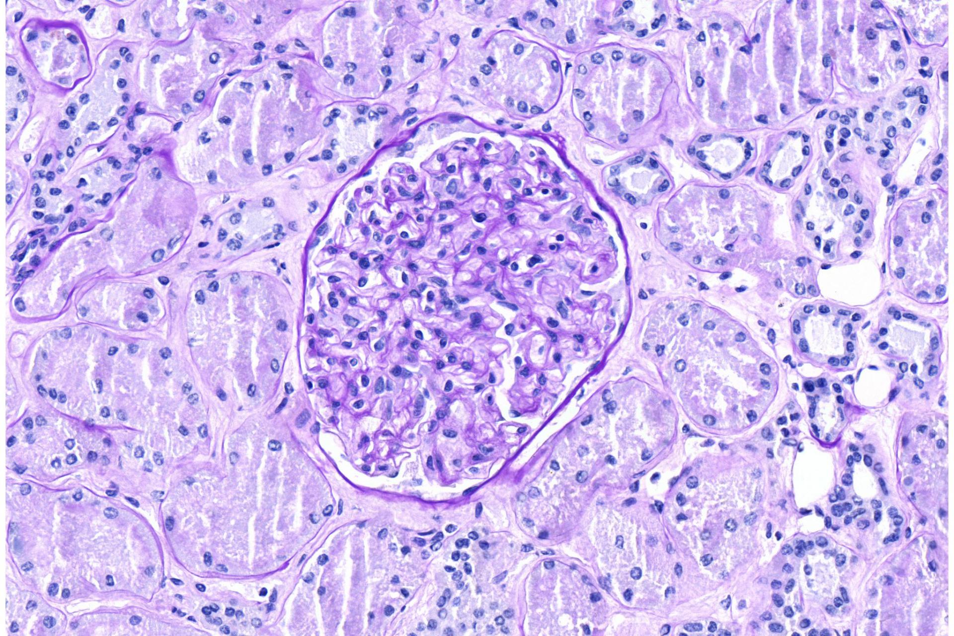 Histology