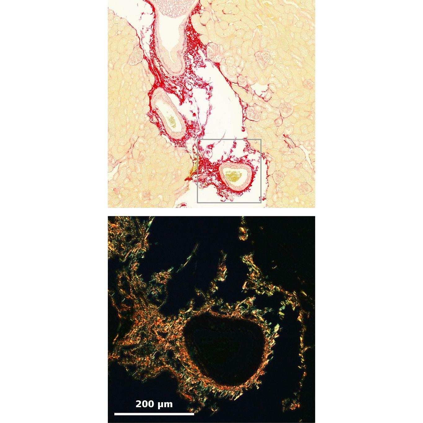 Histology