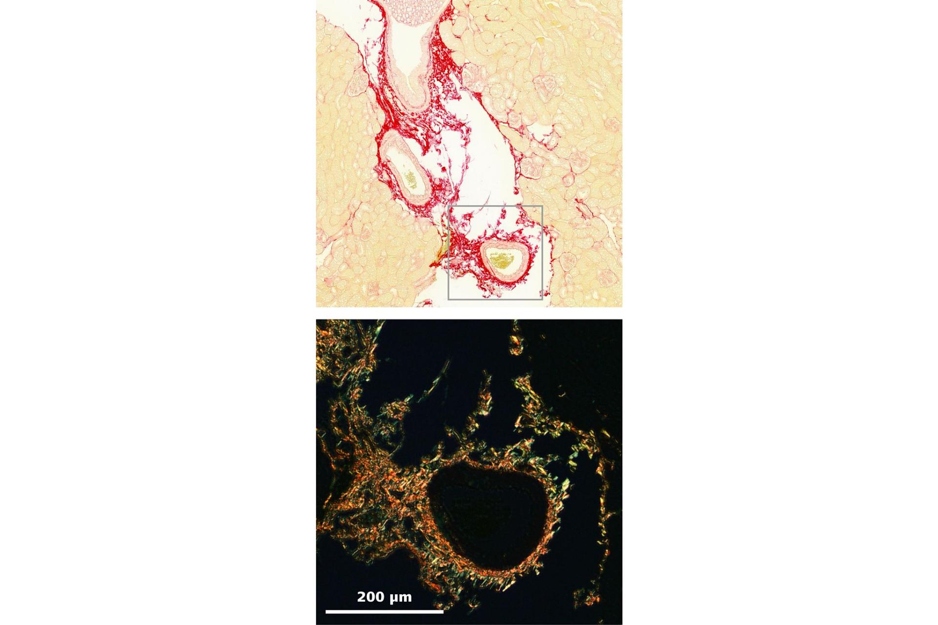 Histology