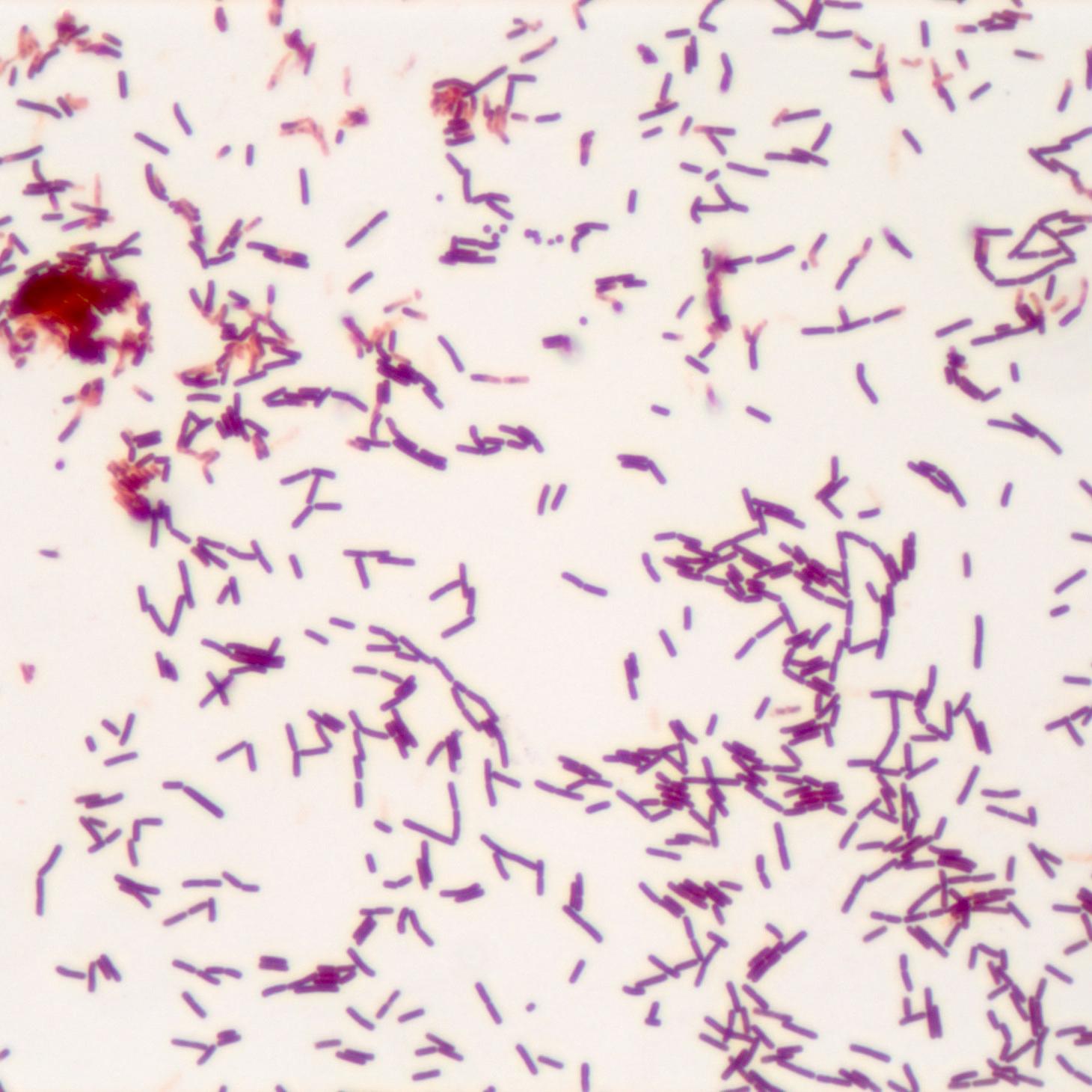 Microbiology