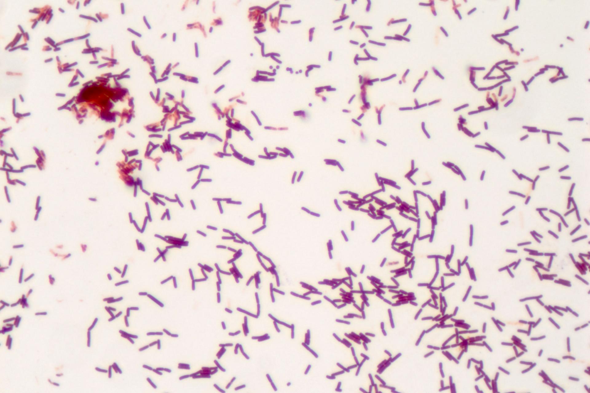 Microbiology