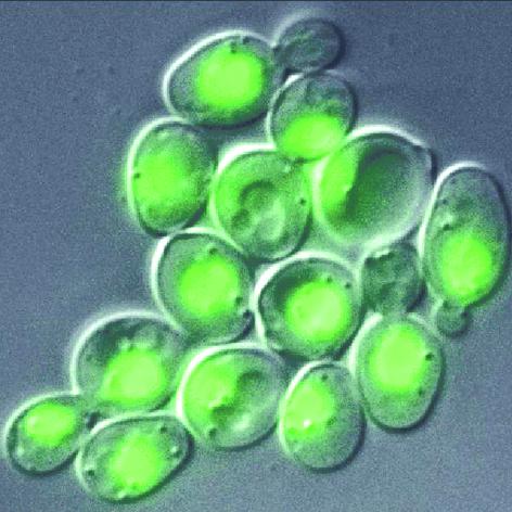 Microbiology