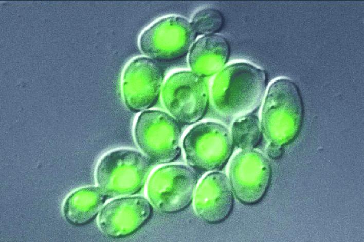 Microbiology