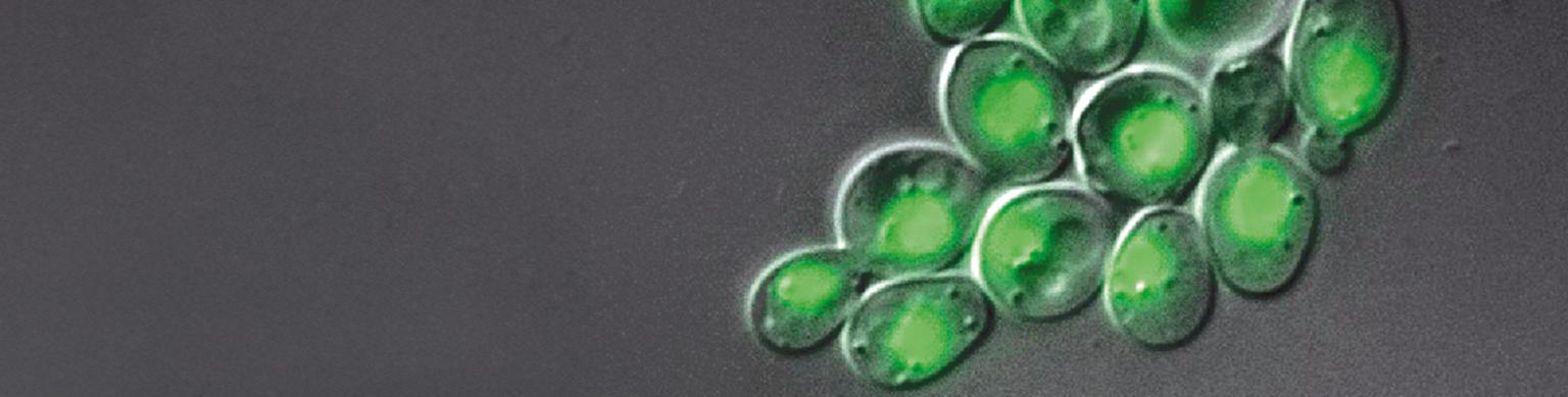 Yeast, Image acquired by Markus Neumann during EMBO course in Singapore, April 2003. Sample: Dr. Jason Swedlow, University of Dundee. GFP, multichannel, low light, short exposure, DIC, nomarski. Yeast cells expressing GFP tagged histone and kinetochore specific proteins