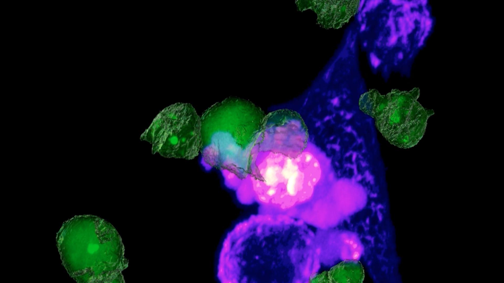 CAR-t cell target killing