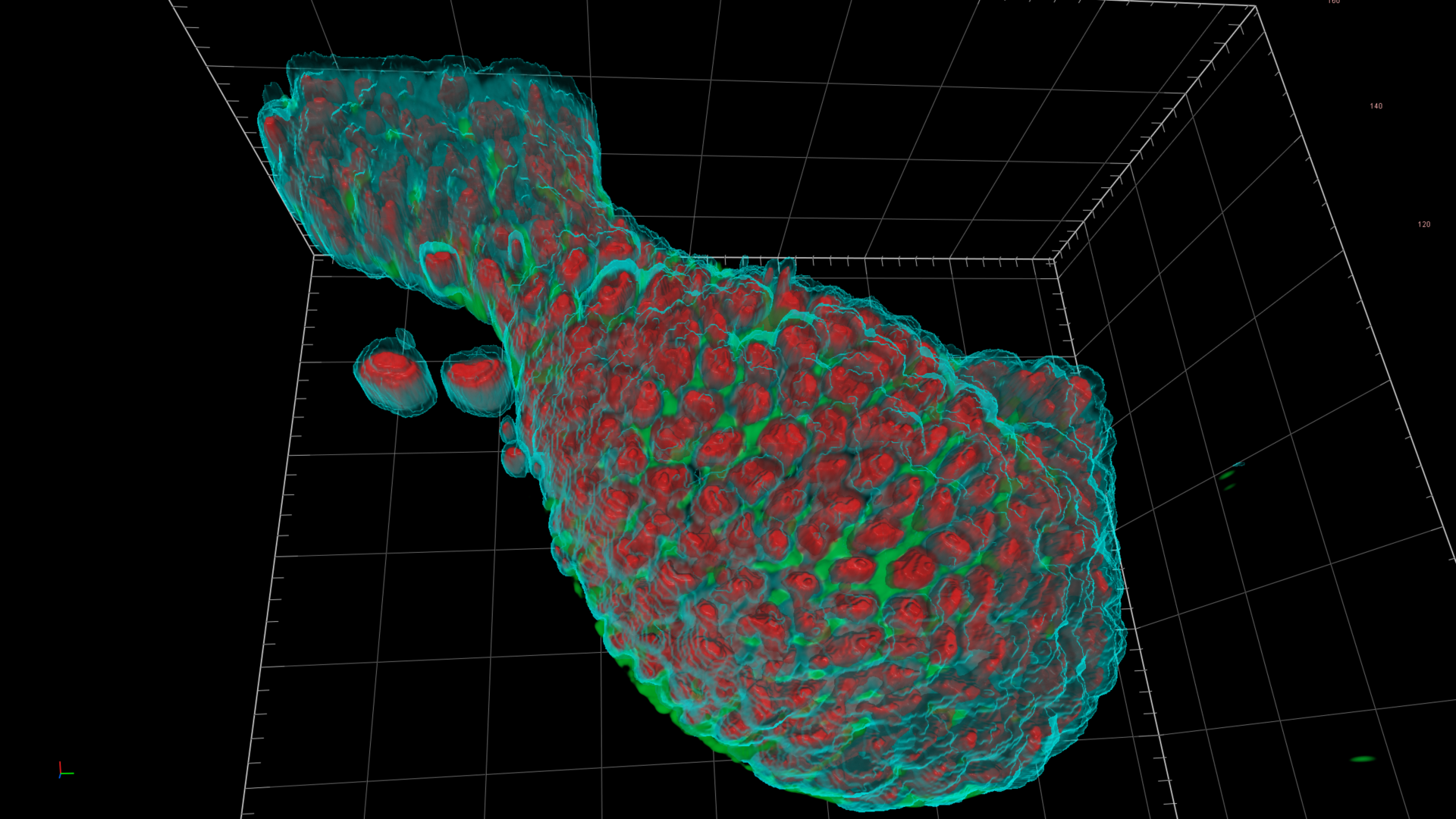 Organoids