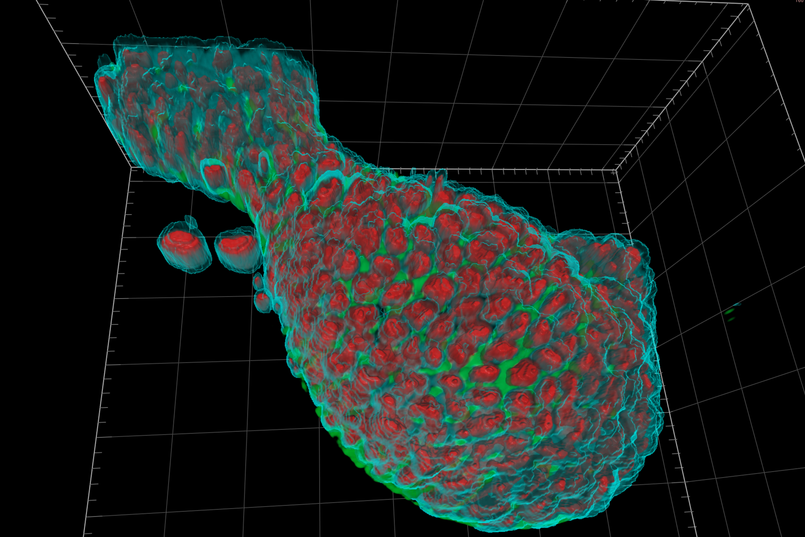 Organoids