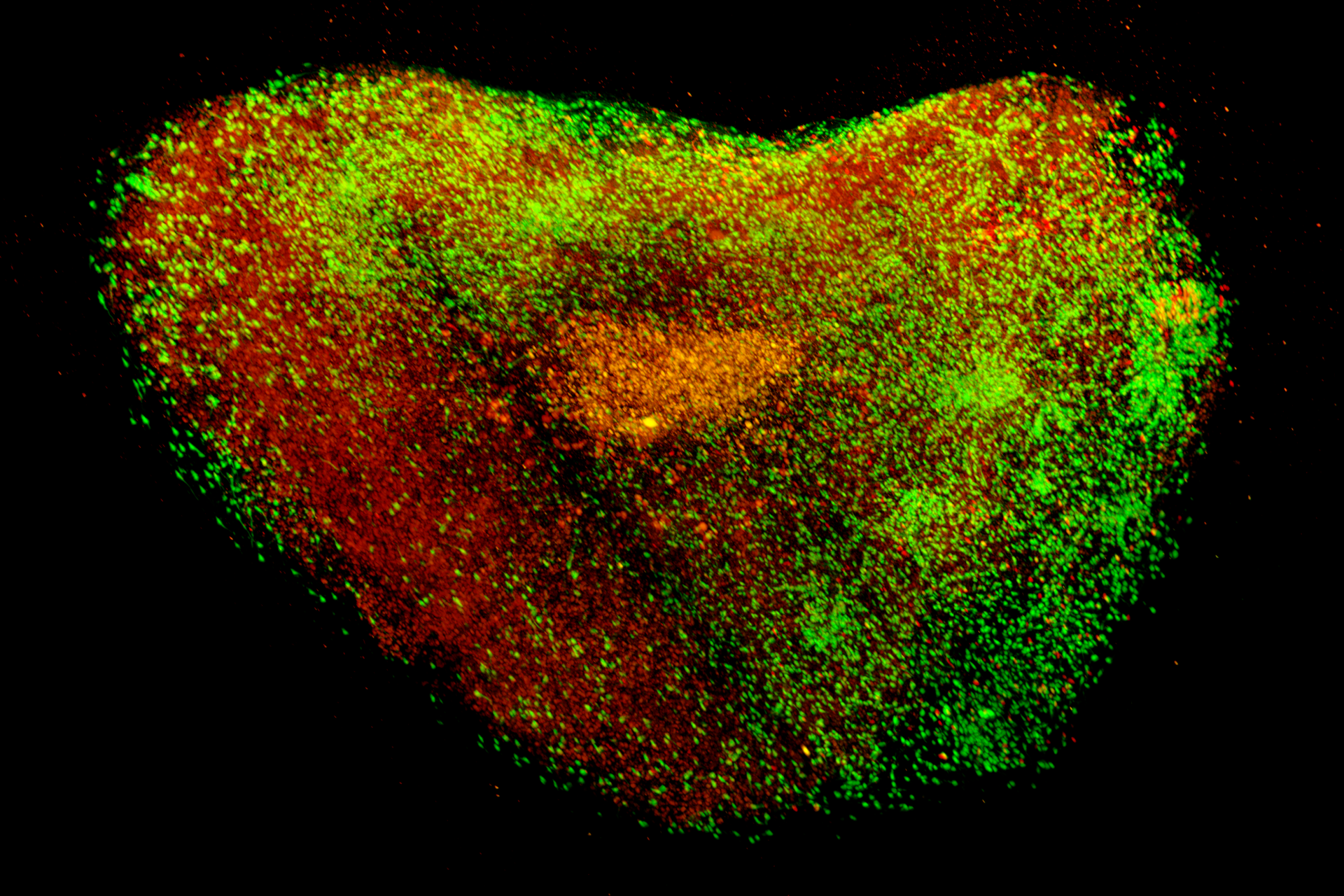 Organoids