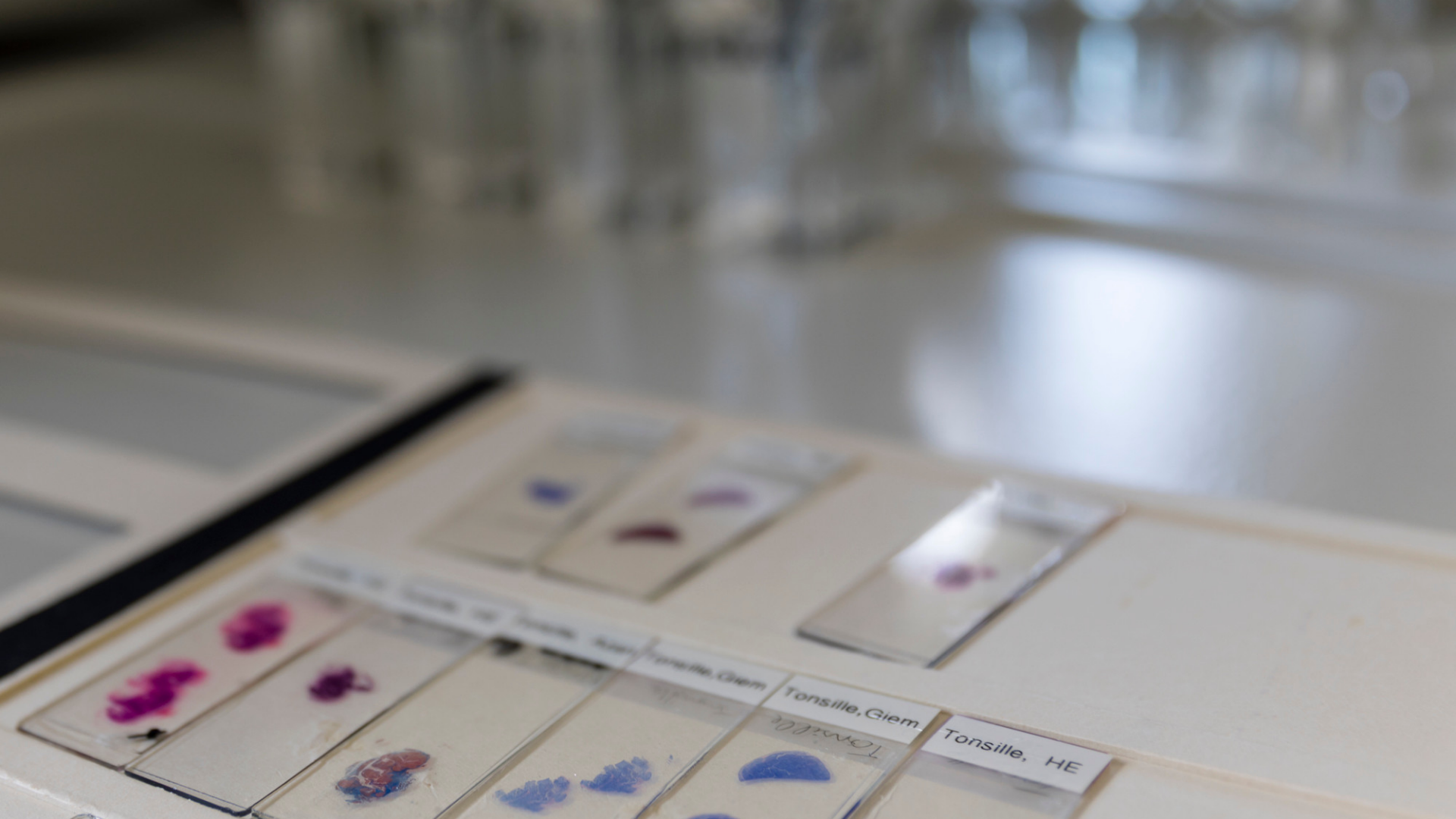 pathology-slides