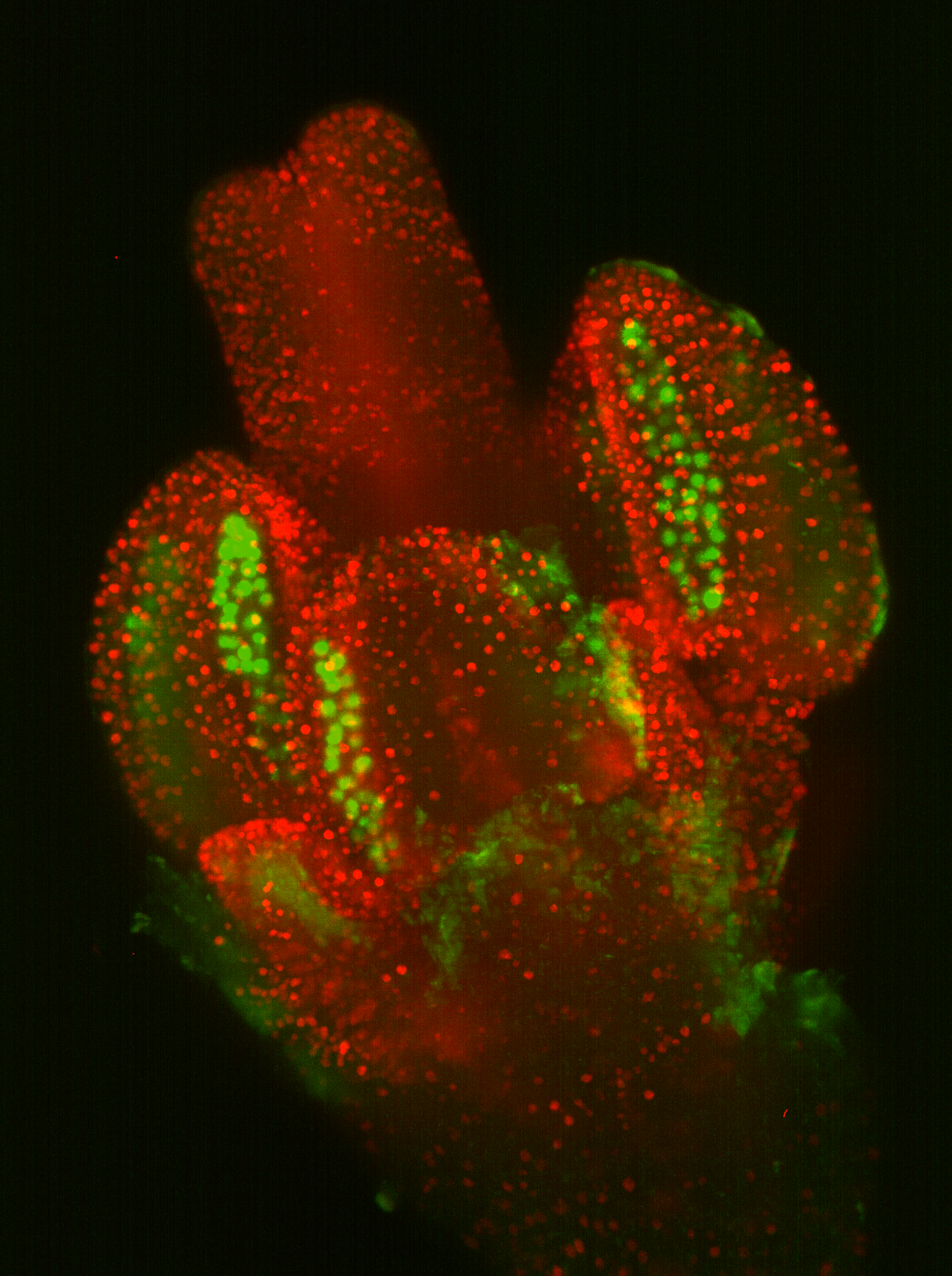 Development of  Arabidopsis flowers