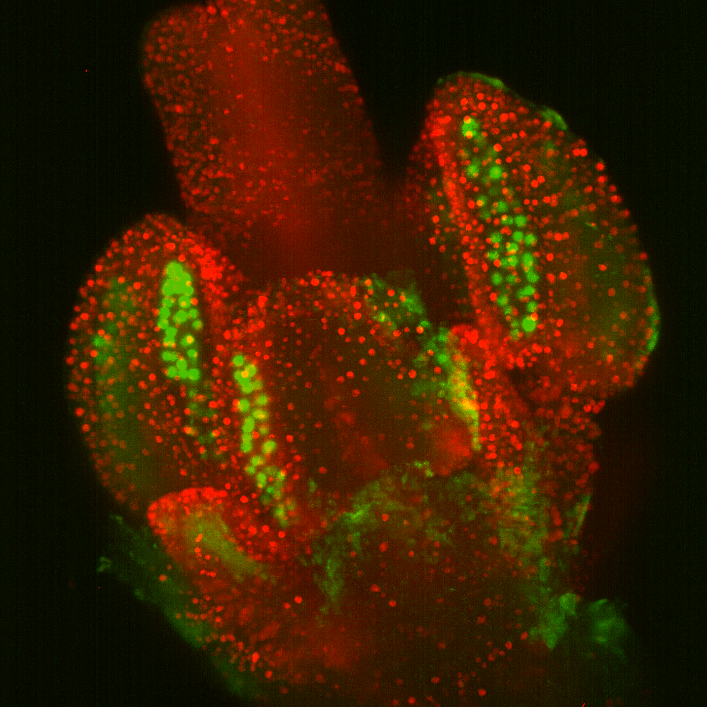 Development of  Arabidopsis flowers