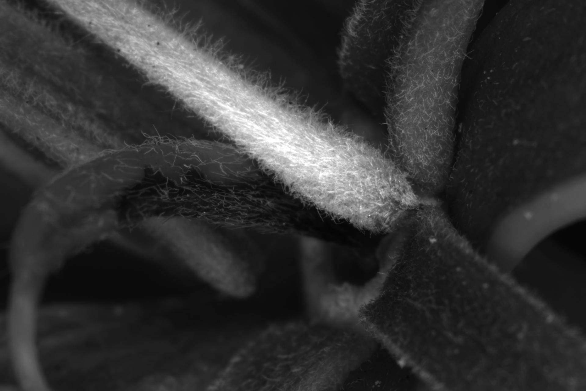 Plant Research