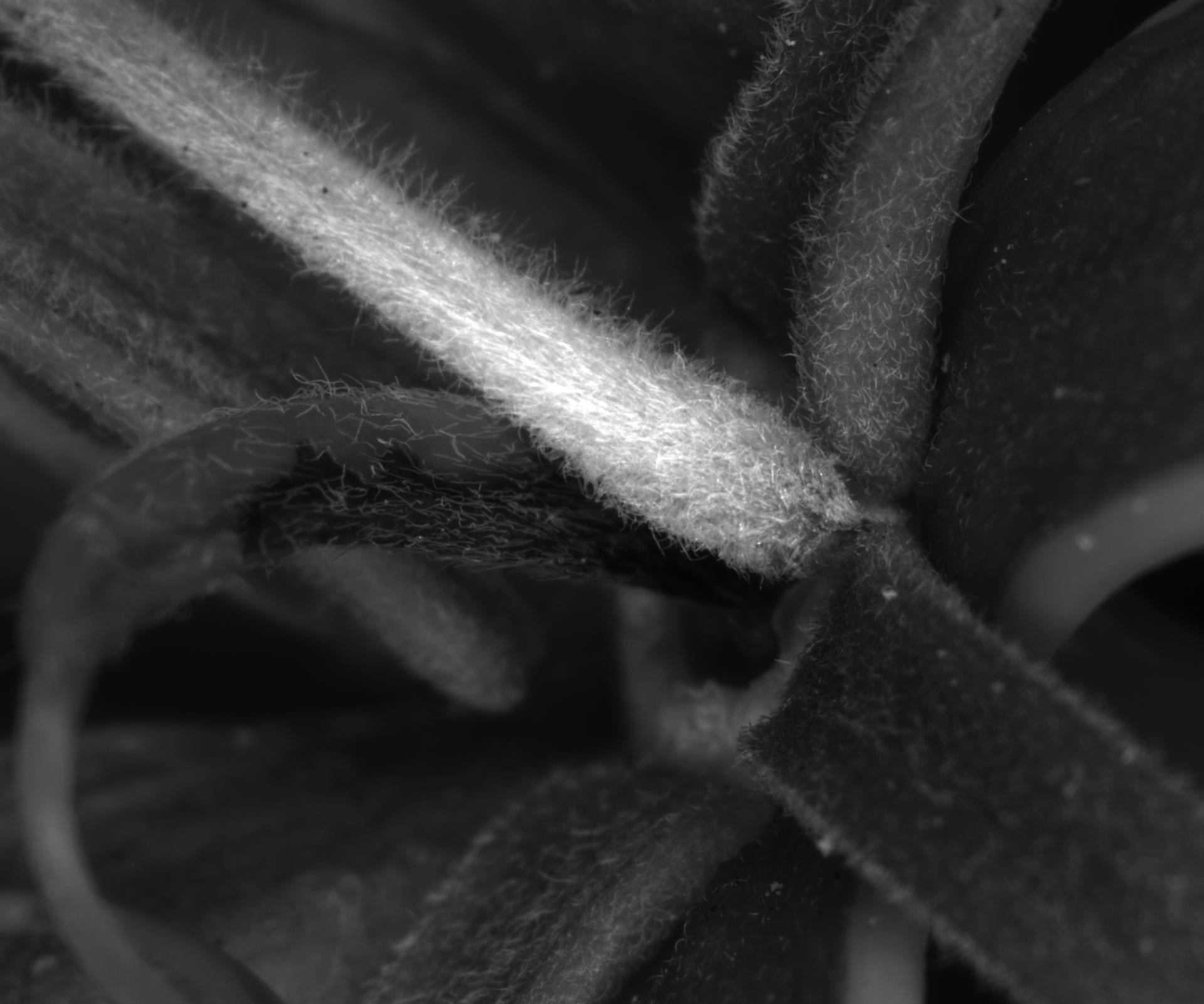 Plant Research