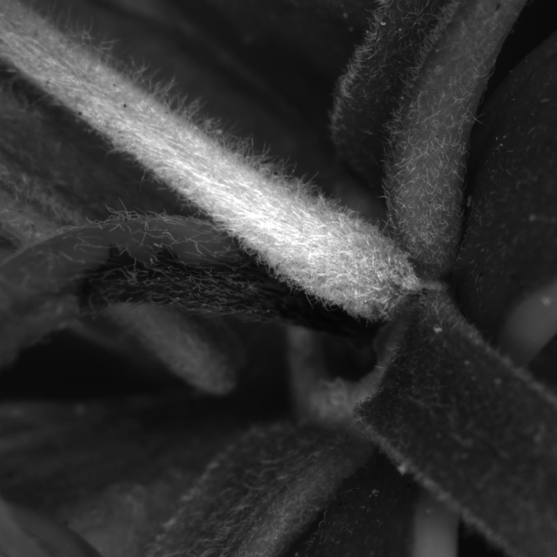 Plant Research