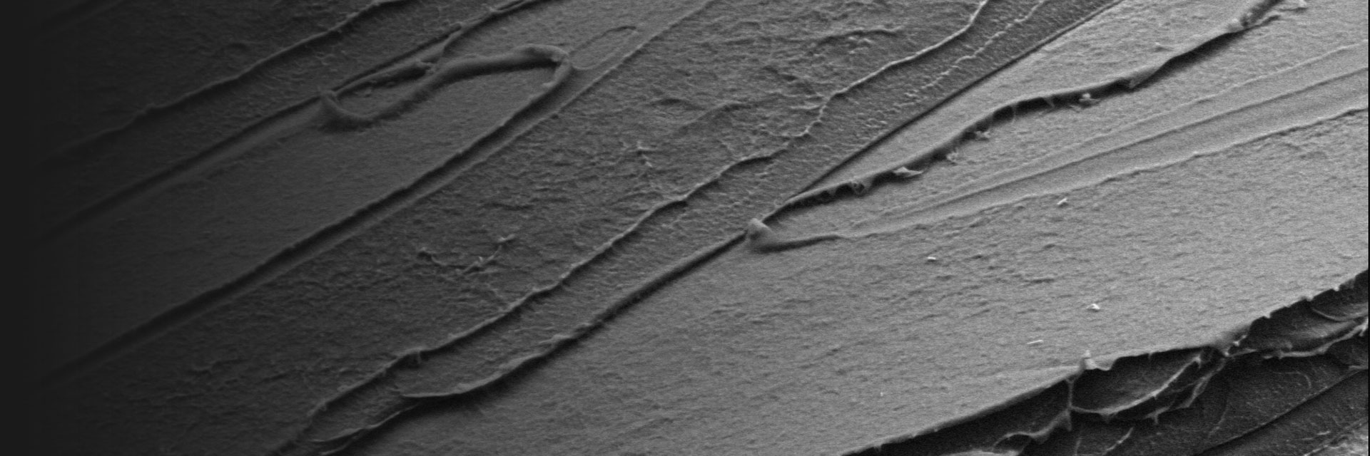 Polymers and Soft Materials Application, FE-SEM