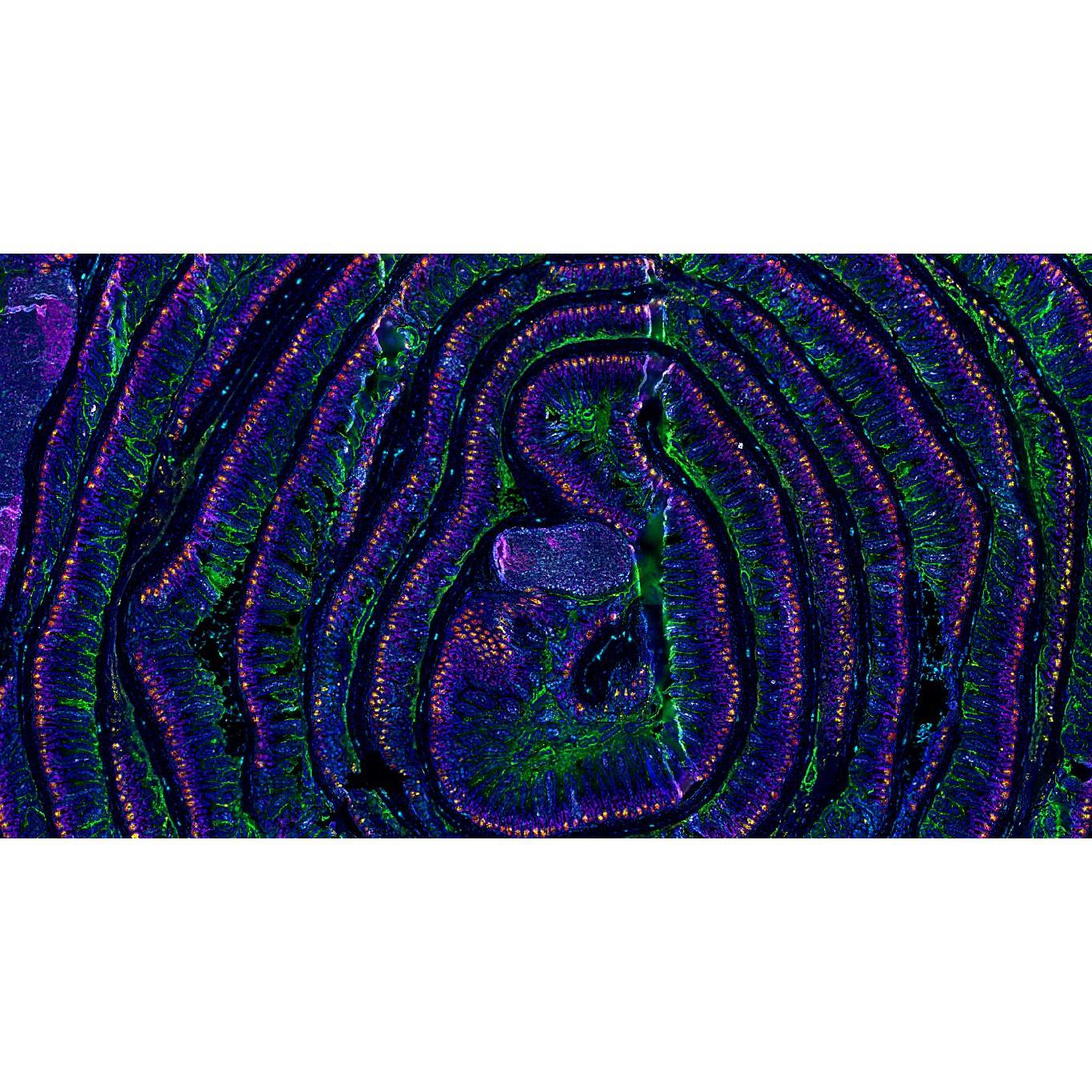 Tissue Microscopy
