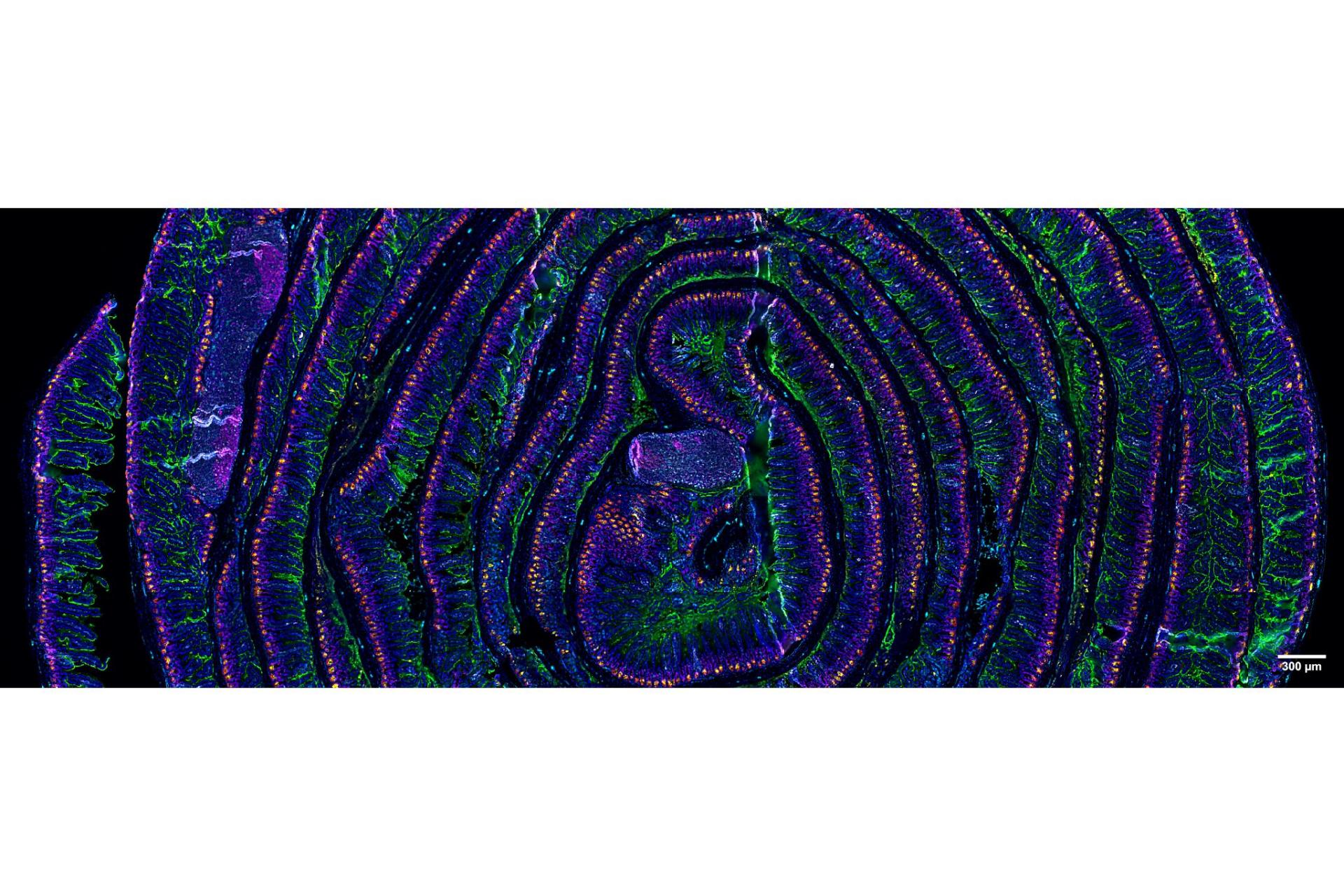 Tissue Microscopy