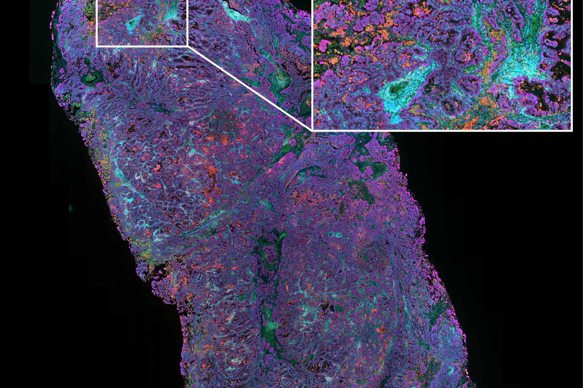 Tissue Microscopy