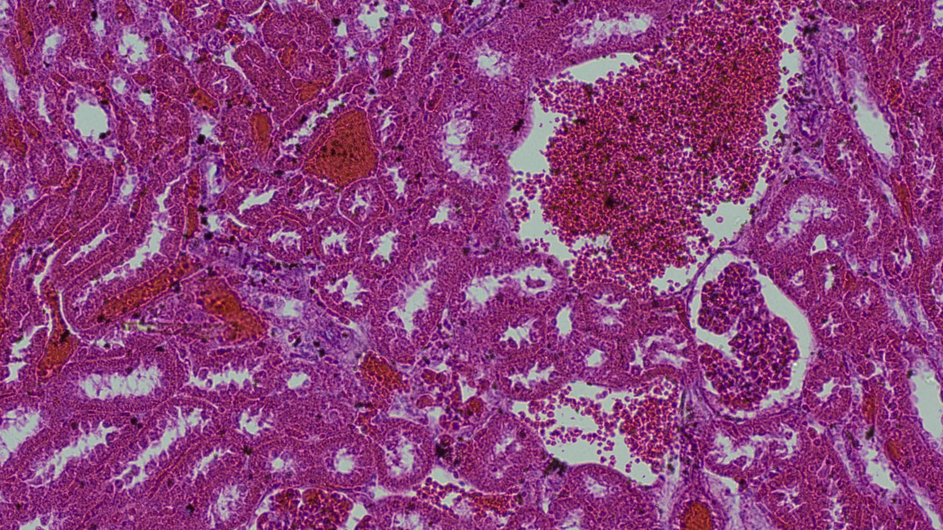 Tissue Microscopy