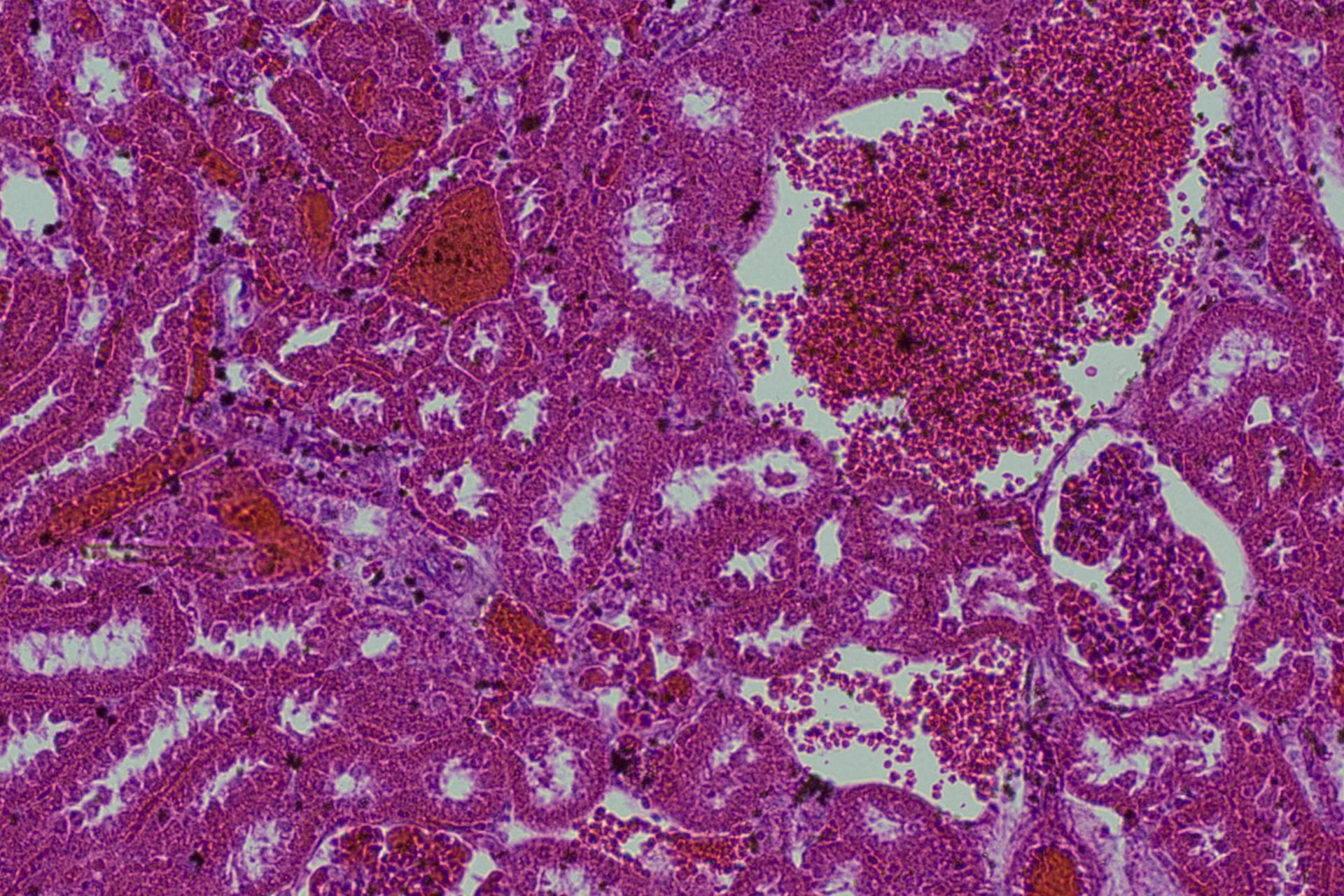 Tissue Microscopy