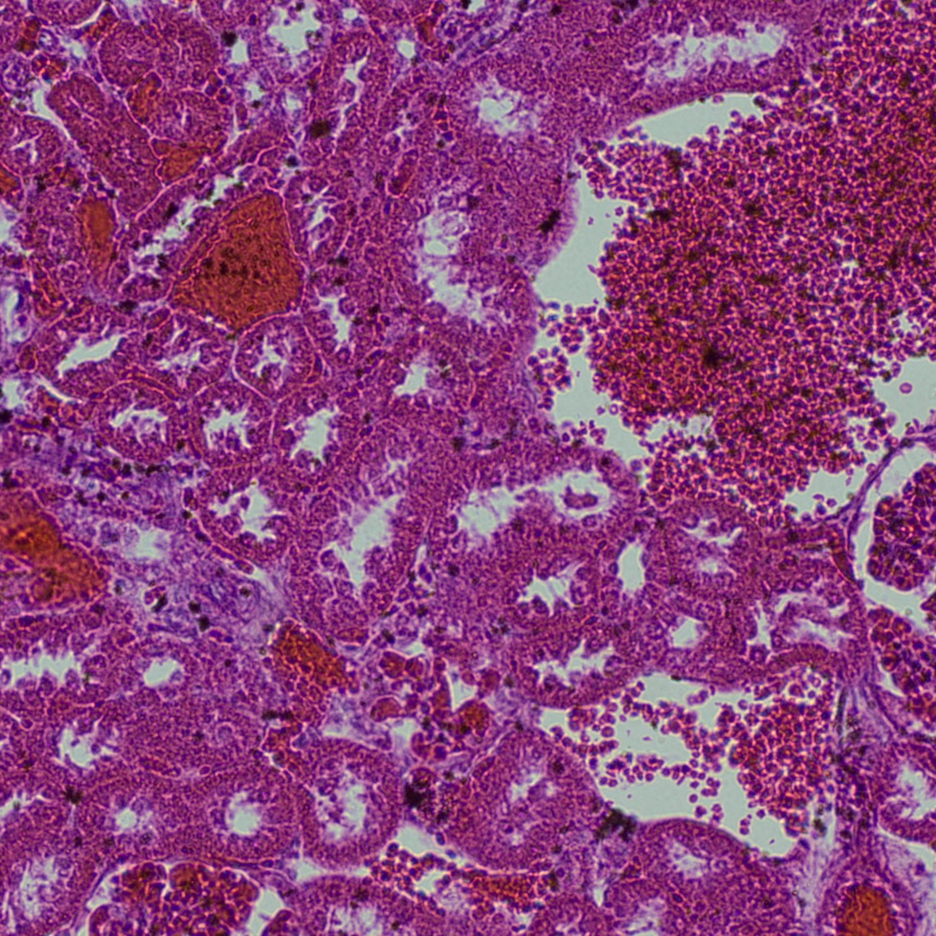 Tissue Microscopy
