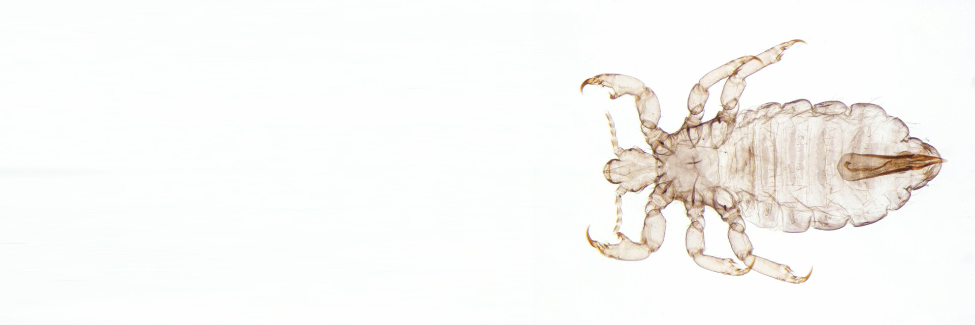 Veterinary medicine, lice in transmitted light brightfield, acquired with Primostar 3