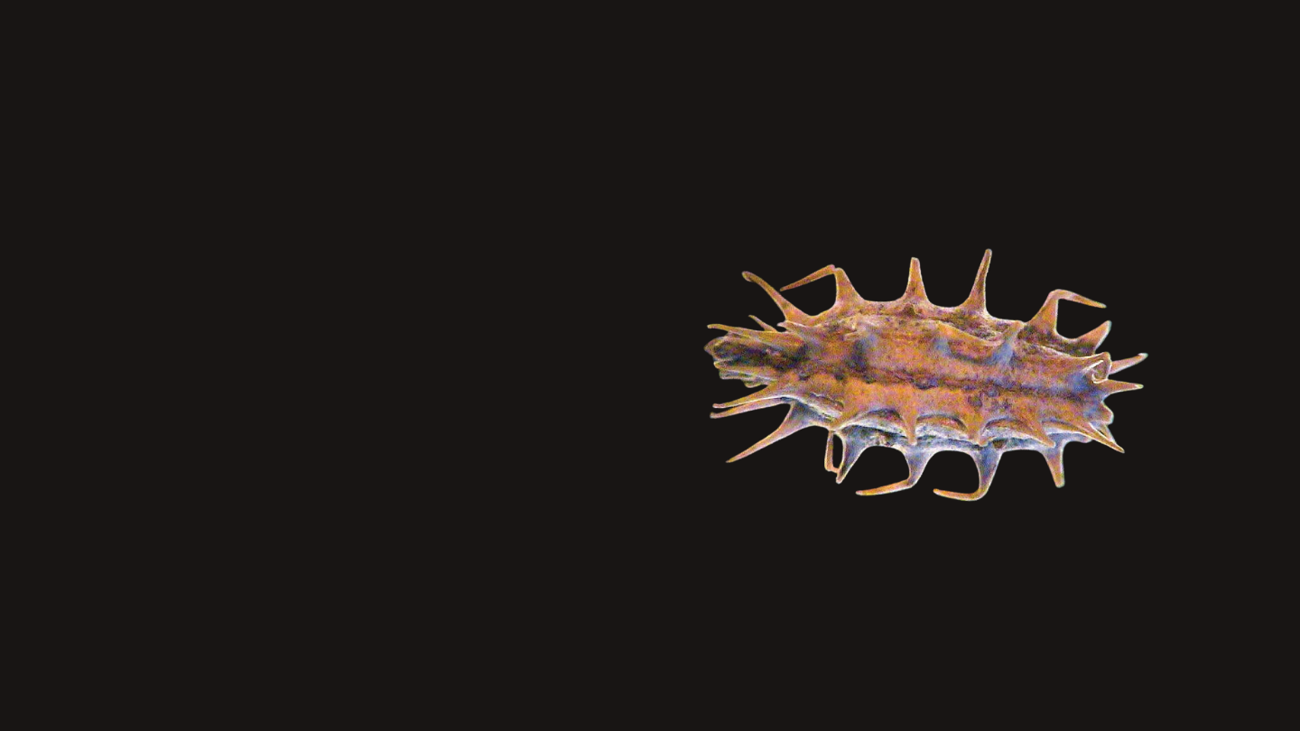 The fruit of the cocklebur “uses” hooks to attach itself to animals‘ furs, which then disperse it‘s seeds.