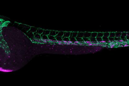 zebrafish